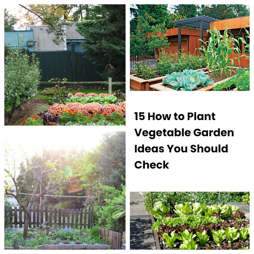 15 How to Plant Vegetable Garden Ideas You Should Check SharonSable