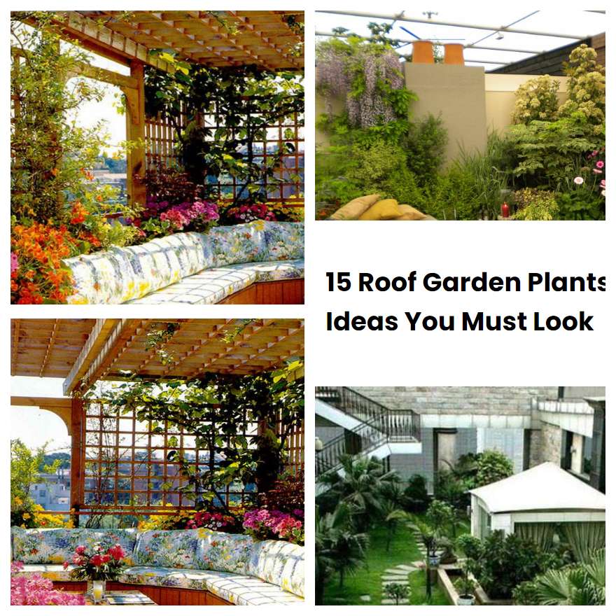 15 Roof Garden Plants Ideas You Must Look