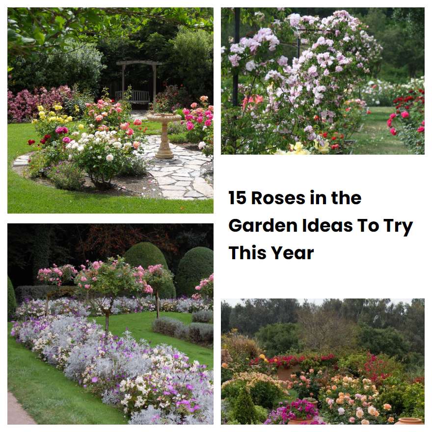 15 Roses in the Garden Ideas To Try This Year