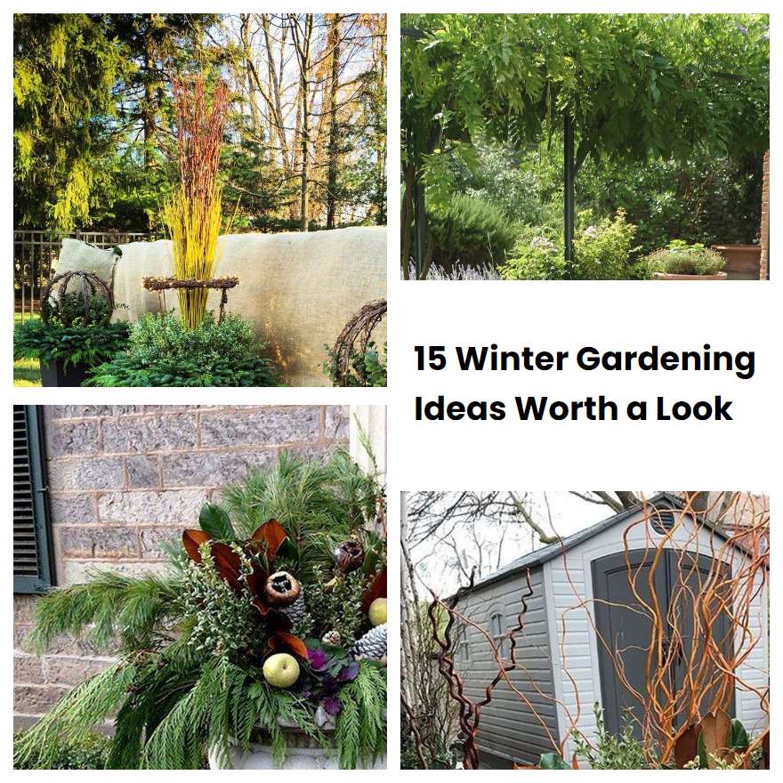 15 Winter Gardening Ideas Worth a Look