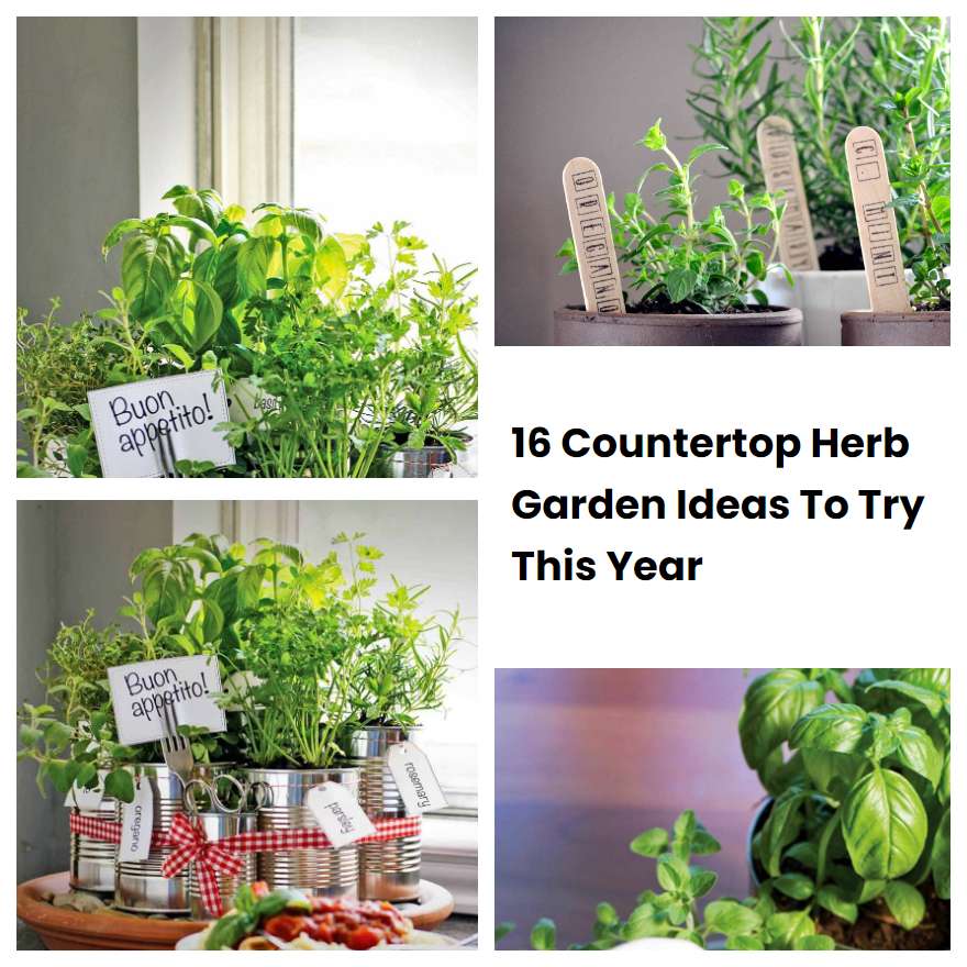 16 Countertop Herb Garden Ideas To Try This Year