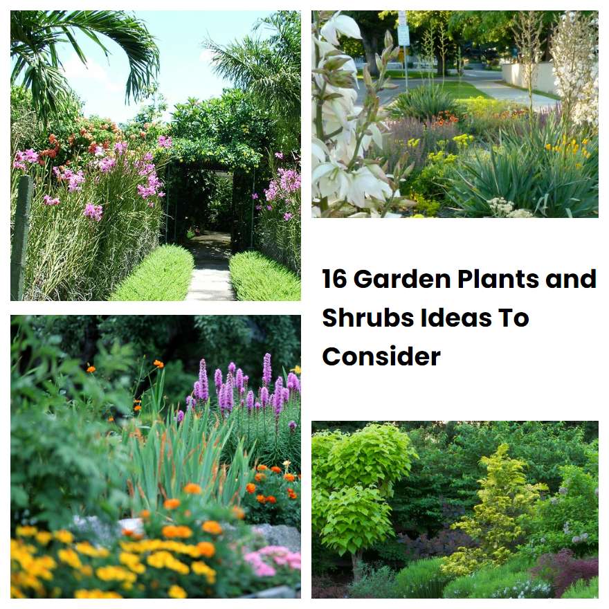 16 Garden Plants and Shrubs Ideas To Consider