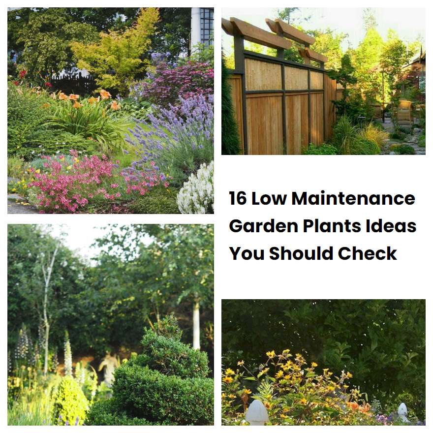 16 Low Maintenance Garden Plants Ideas You Should Check