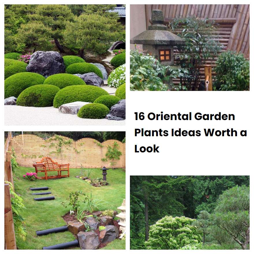 16 Oriental Garden Plants Ideas Worth a Look