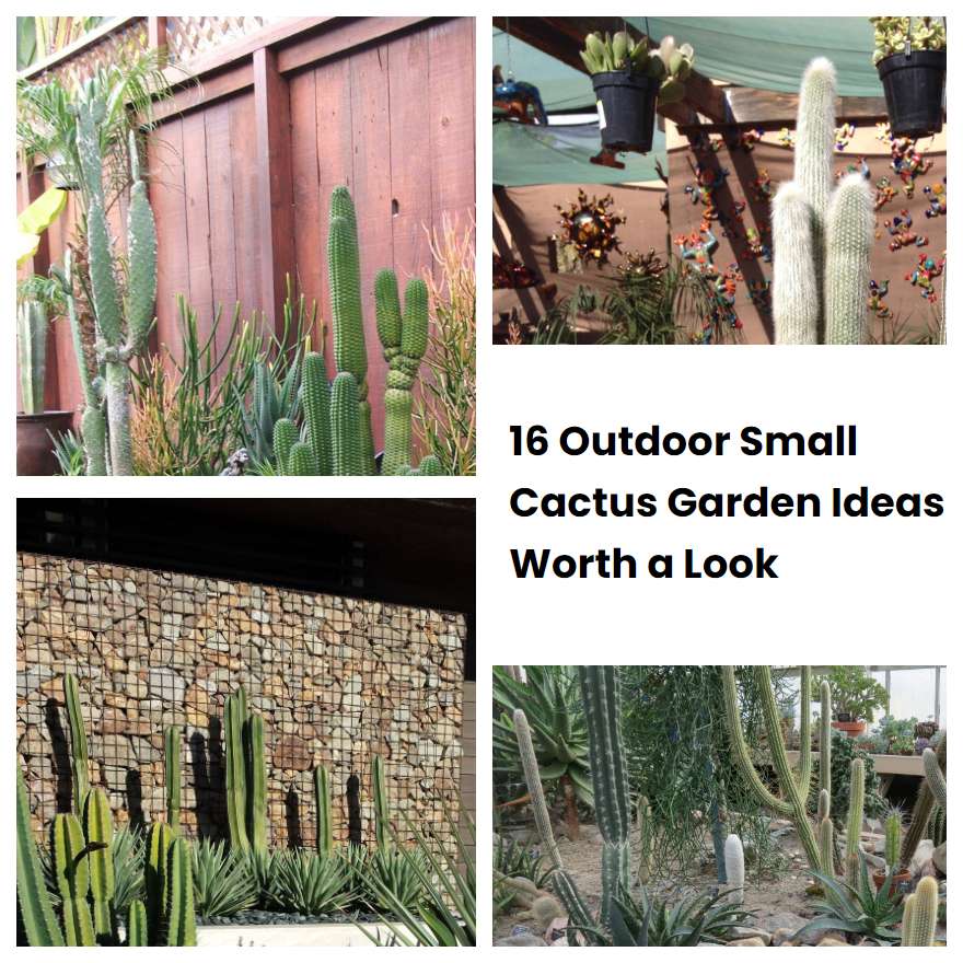 16 Outdoor Small Cactus Garden Ideas Worth a Look