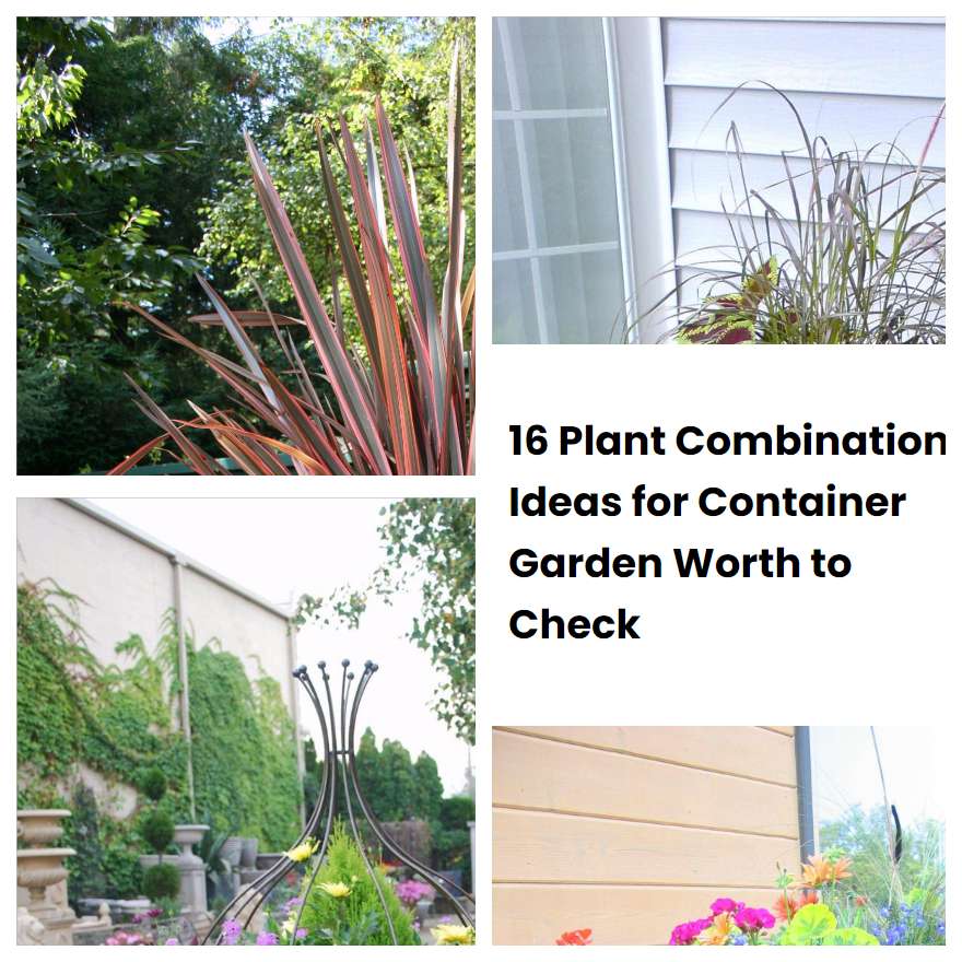 16 Plant Combination Ideas for Container Garden Worth to Check
