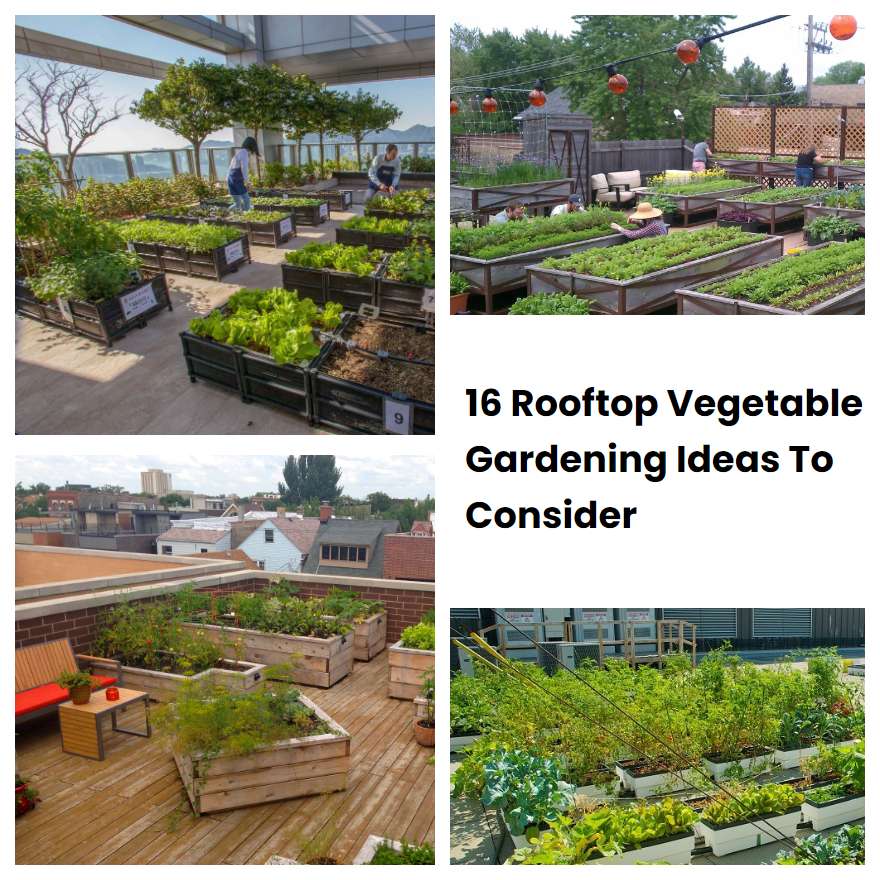 16 Rooftop Vegetable Gardening Ideas To Consider