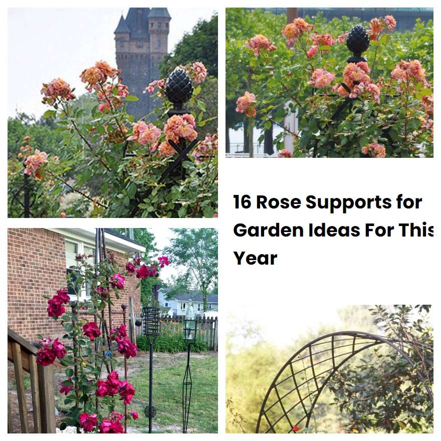 16 Rose Supports for Garden Ideas For This Year