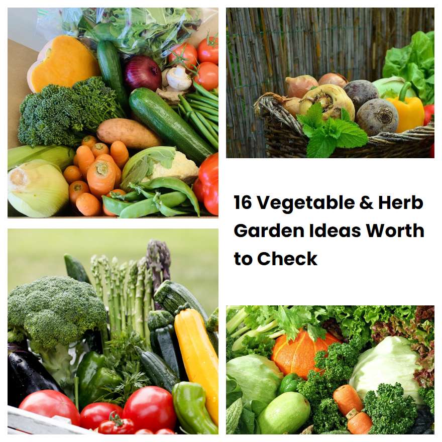 16 Vegetable & Herb Garden Ideas Worth to Check