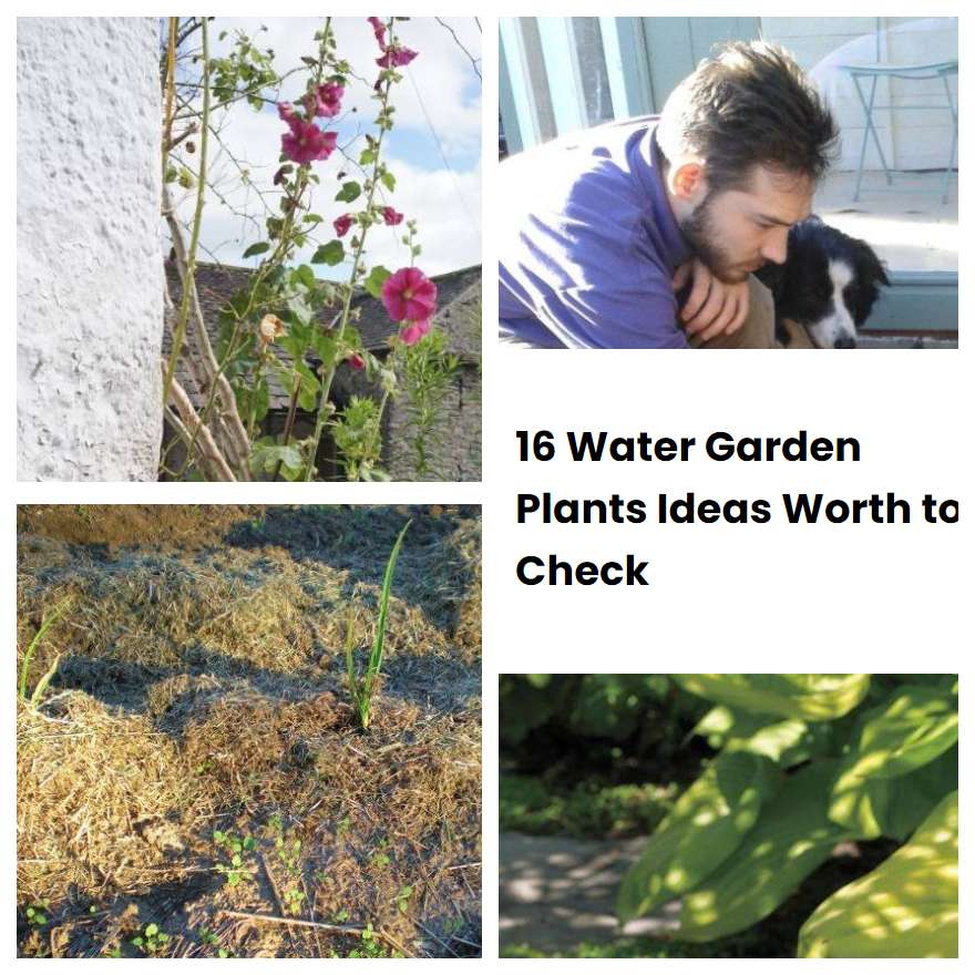 16 Water Garden Plants Ideas Worth to Check