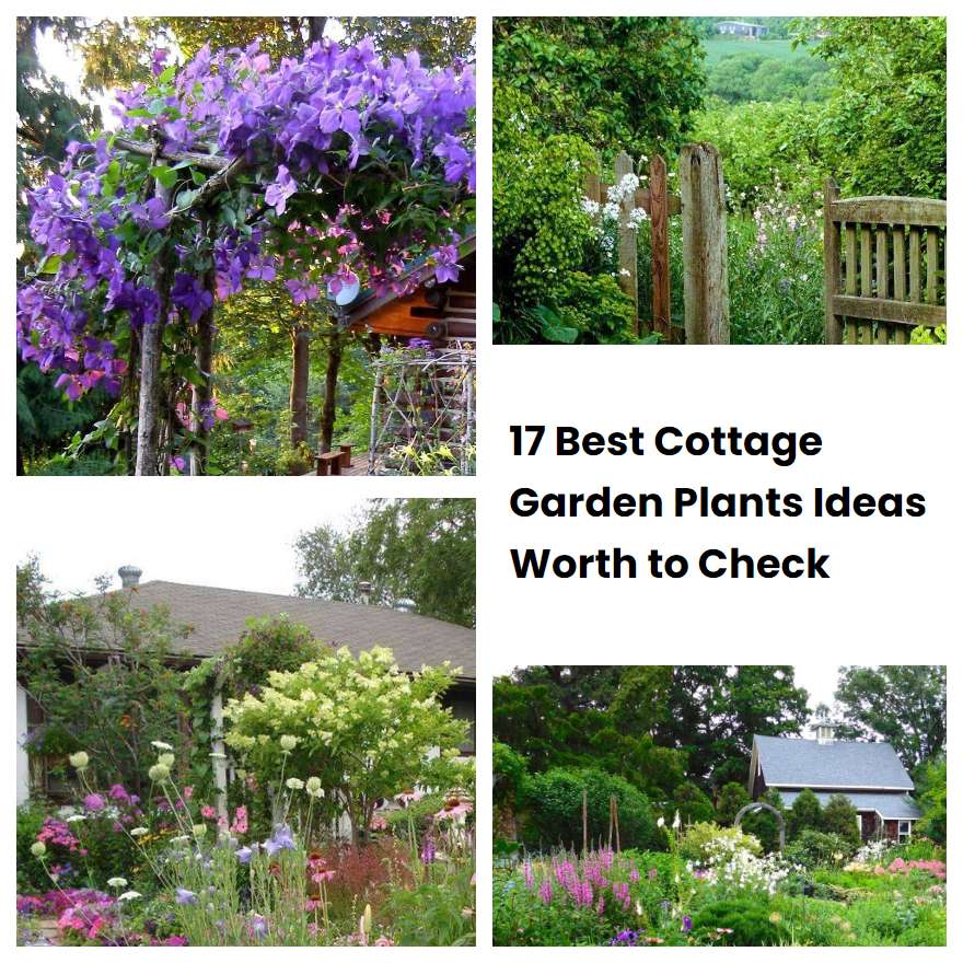 17 Best Cottage Garden Plants Ideas Worth to Check SharonSable