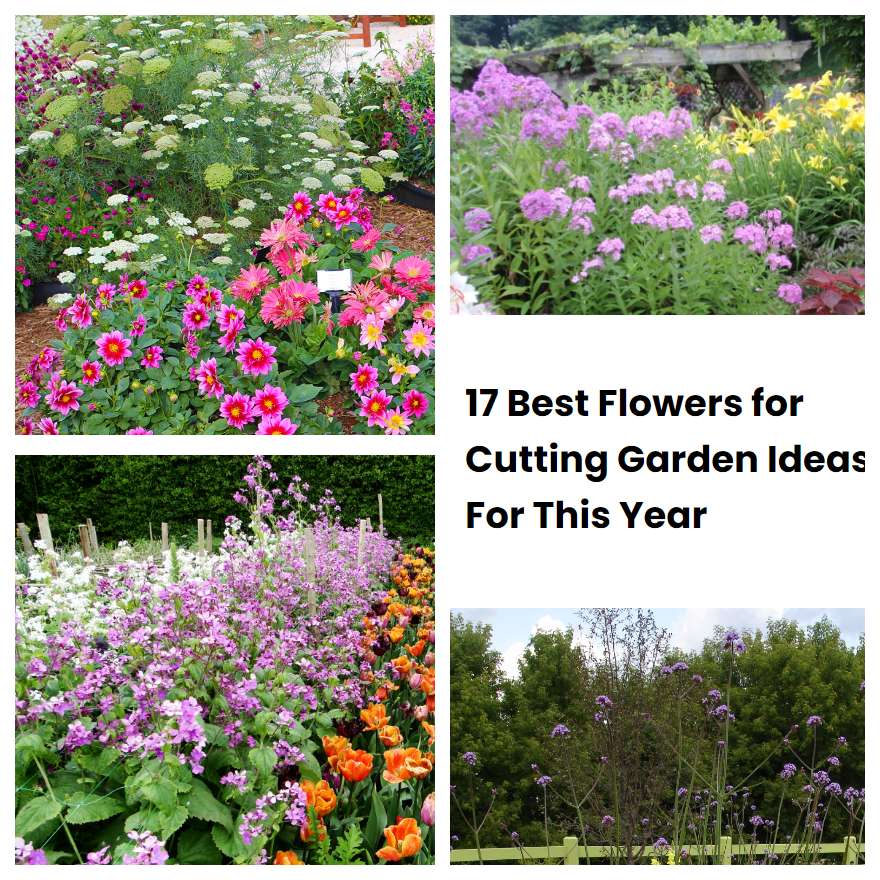 17 Best Flowers for Cutting Garden Ideas For This Year SharonSable