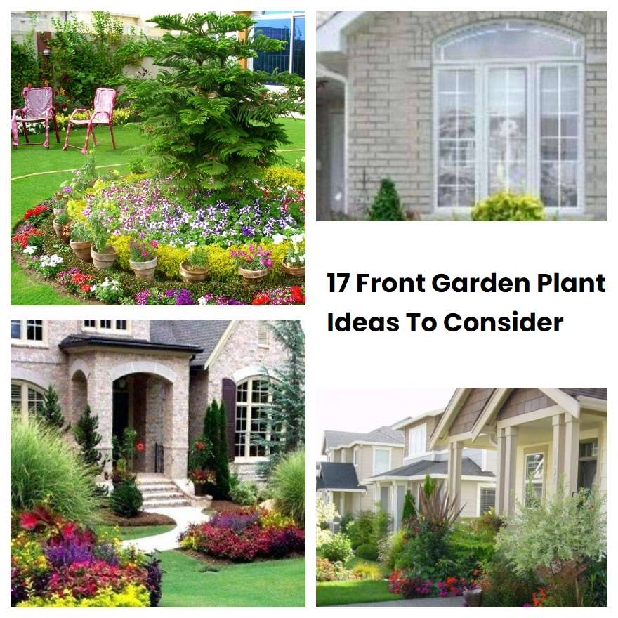 17 Front Garden Plants Ideas To Consider SharonSable
