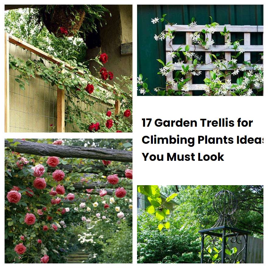 17 Garden Trellis for Climbing Plants Ideas You Must Look SharonSable