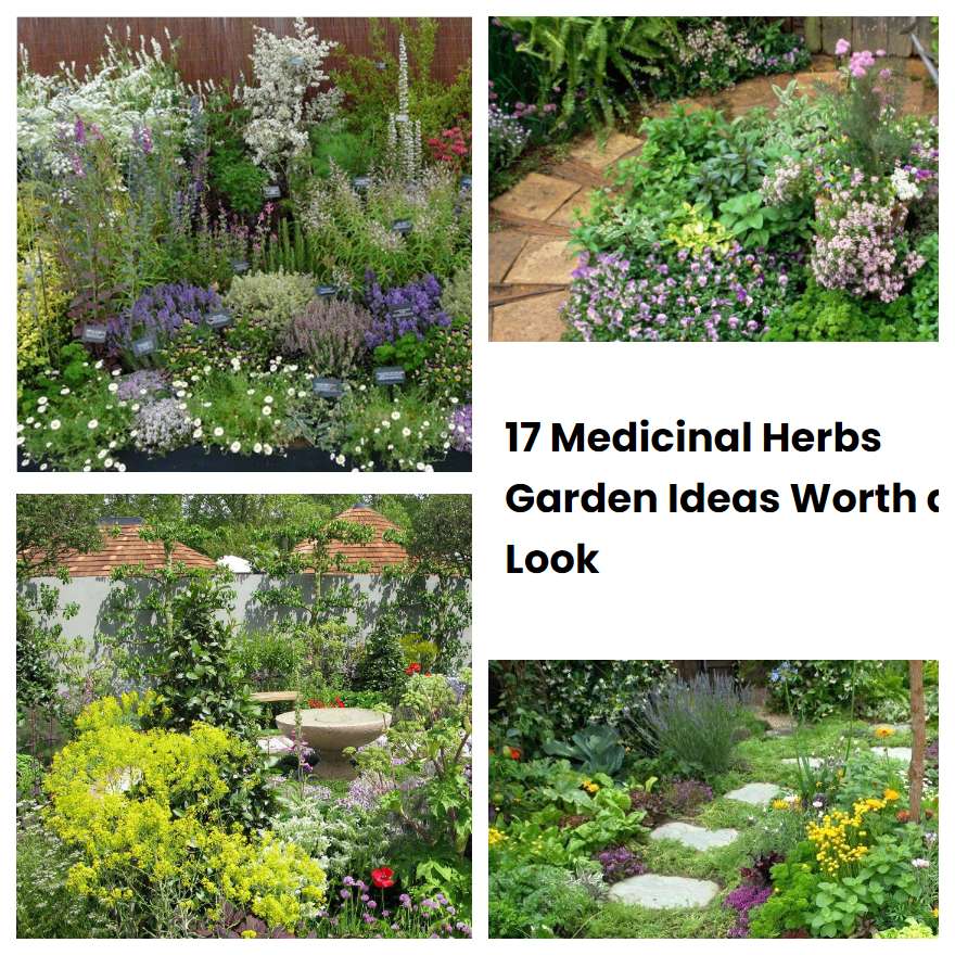 17 Medicinal Herbs Garden Ideas Worth a Look SharonSable