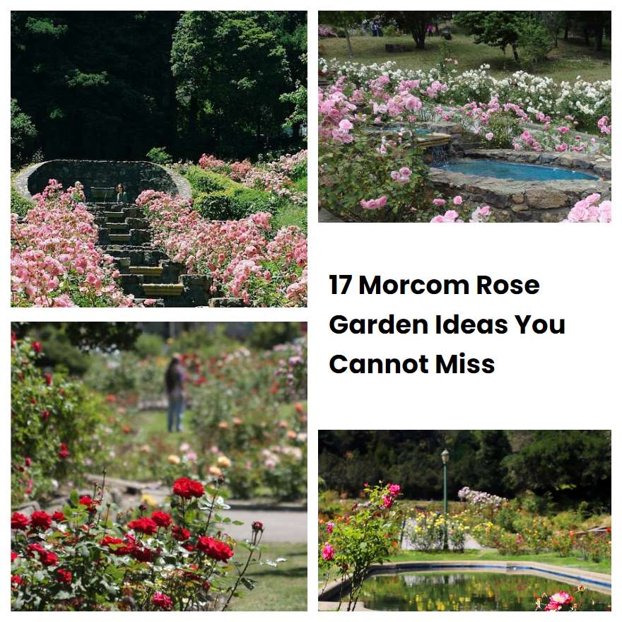 17 Rose Garden Ideas You Cannot Miss SharonSable