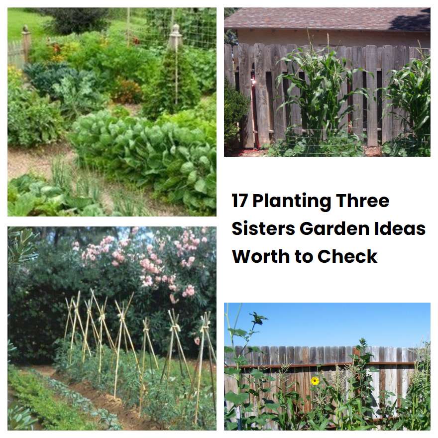 17 Planting Three Sisters Garden Ideas Worth to Check