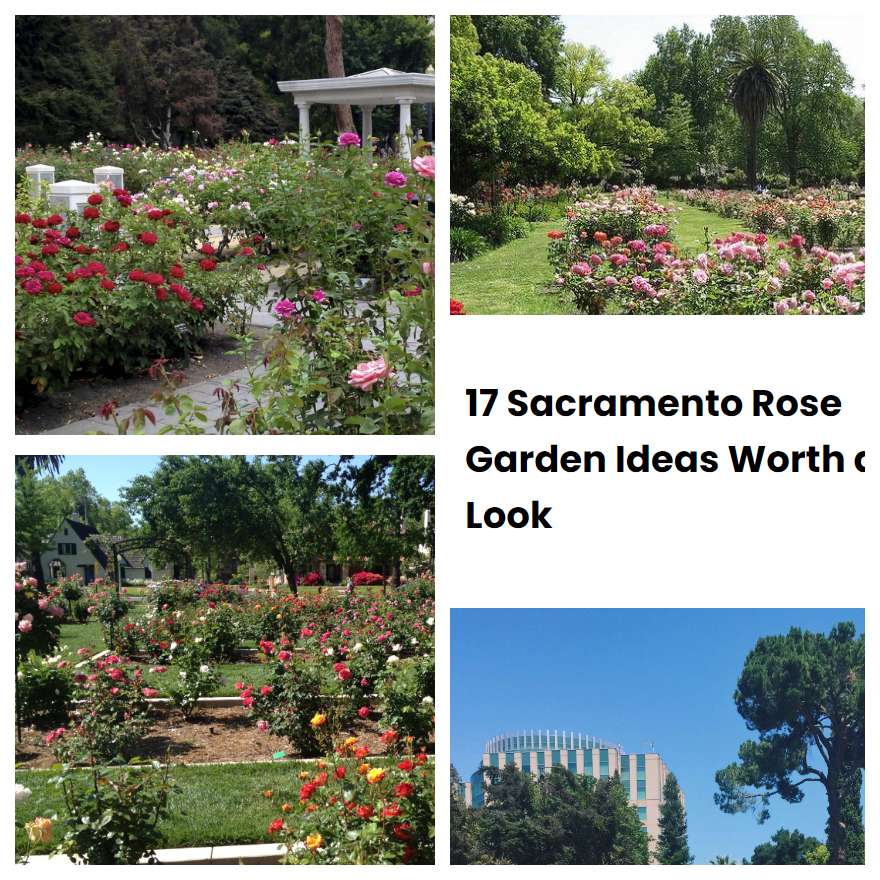 17 Sacramento Rose Garden Ideas Worth a Look