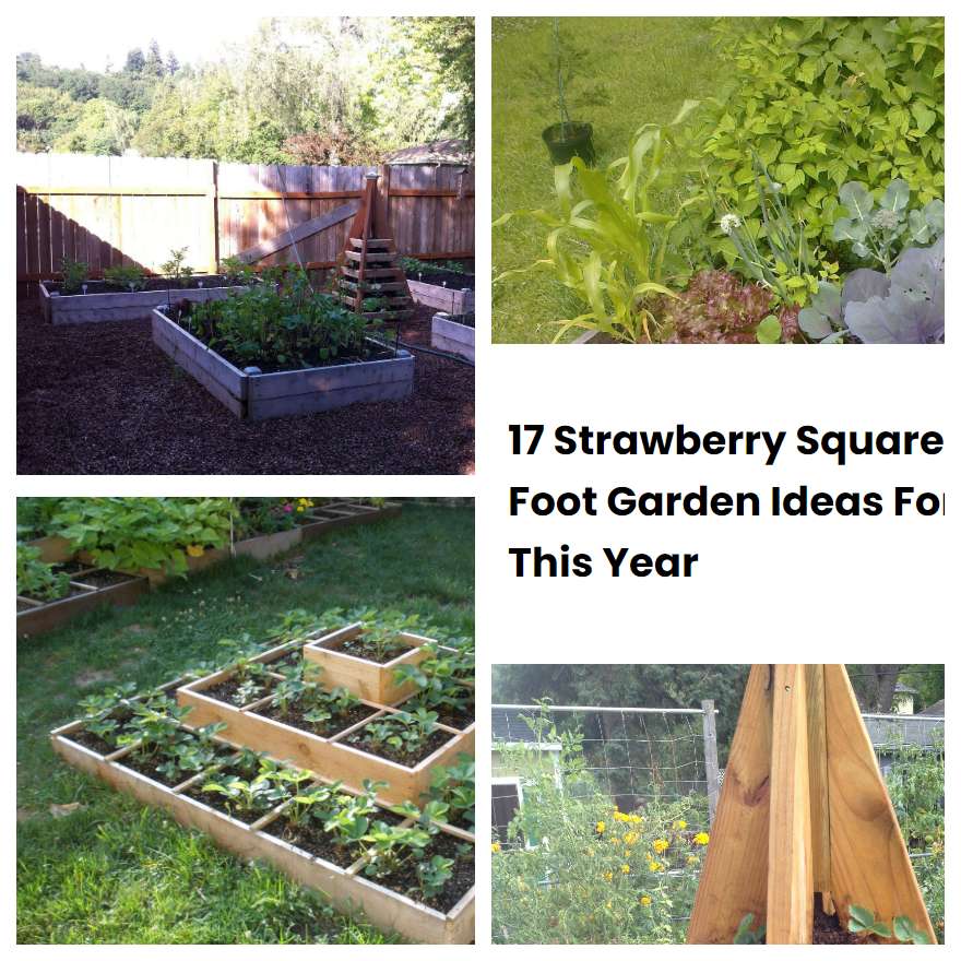 17 Strawberry Square Foot Garden Ideas For This Year