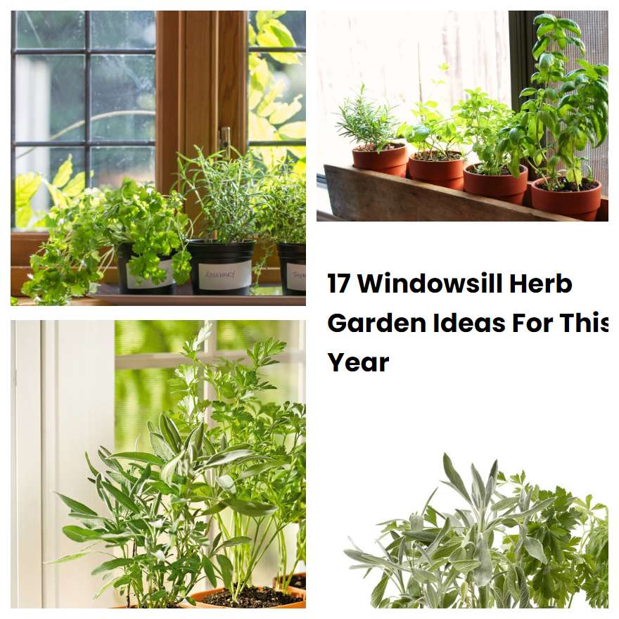 17 Windowsill Herb Garden Ideas For This Year SharonSable