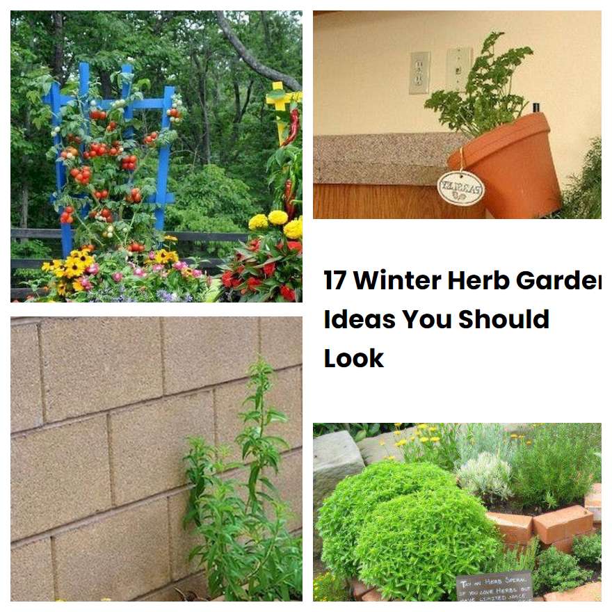 17 Winter Herb Garden Ideas You Should Look