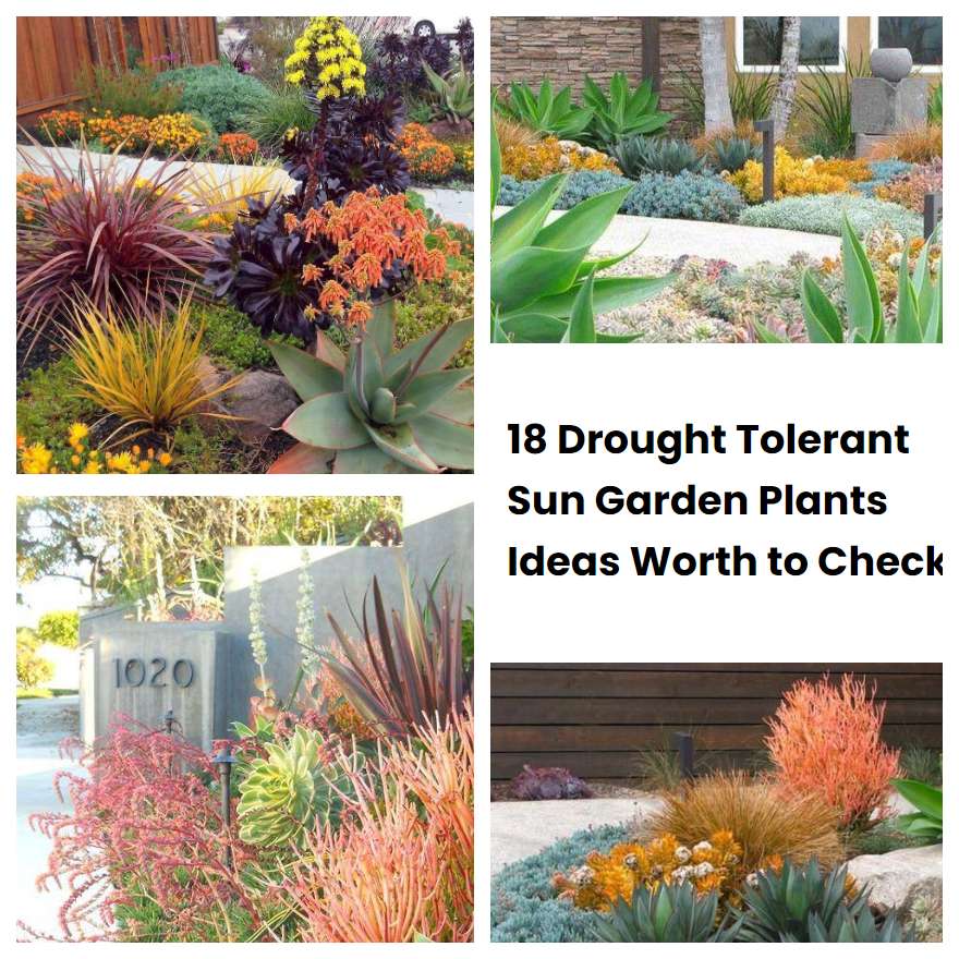 18 Drought Tolerant Sun Garden Plants Ideas Worth to Check