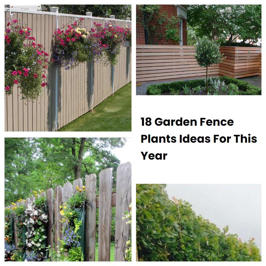 18 Garden Fence Plants Ideas For This Year SharonSable