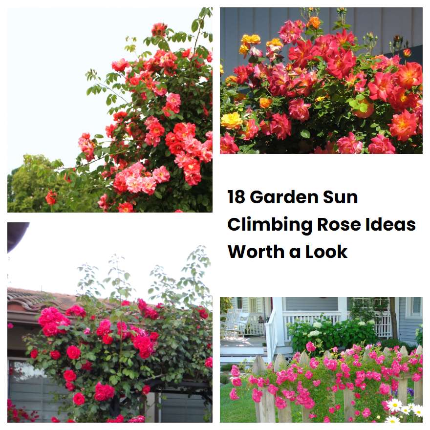 18 Garden Sun Climbing Rose Ideas Worth a Look