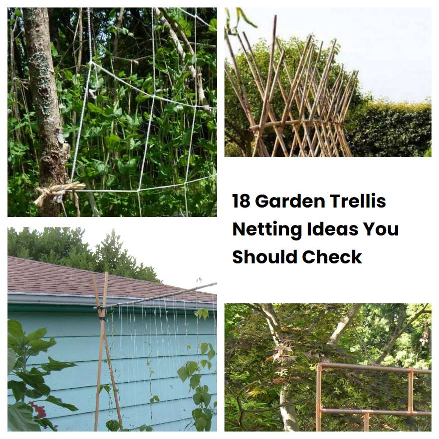 18 Garden Trellis Netting Ideas You Should Check SharonSable