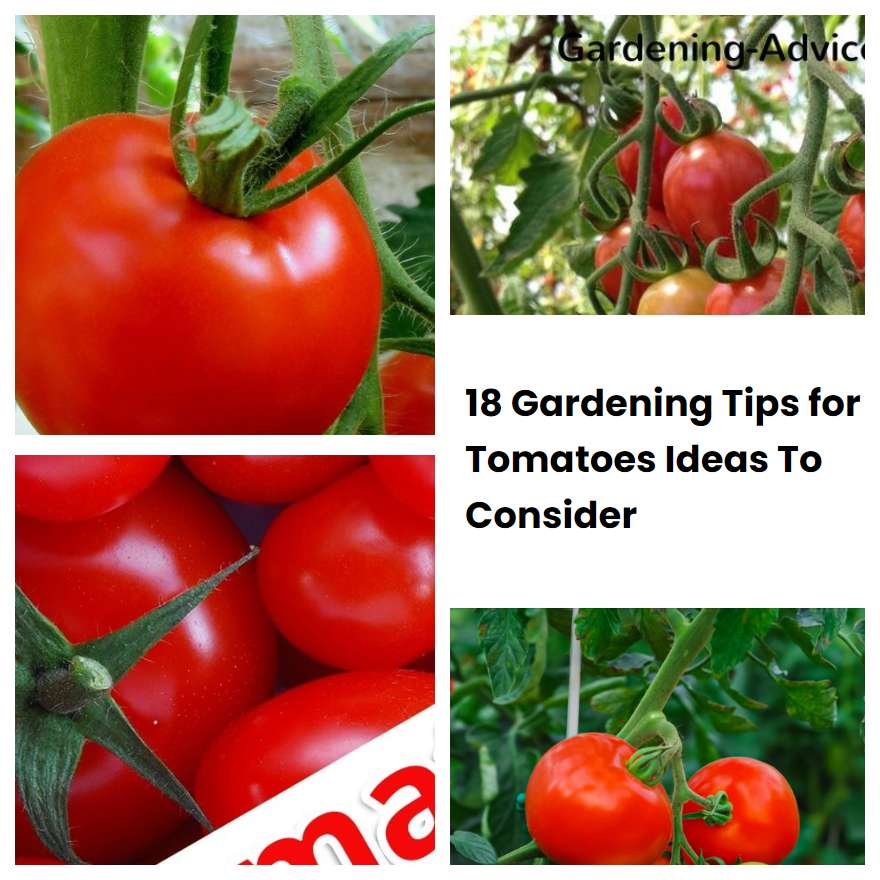 18 Gardening Tips for Tomatoes Ideas To Consider