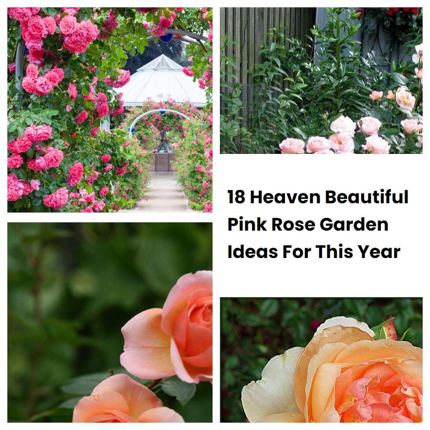 18 Heaven Beautiful Pink Rose Garden Ideas For This Year