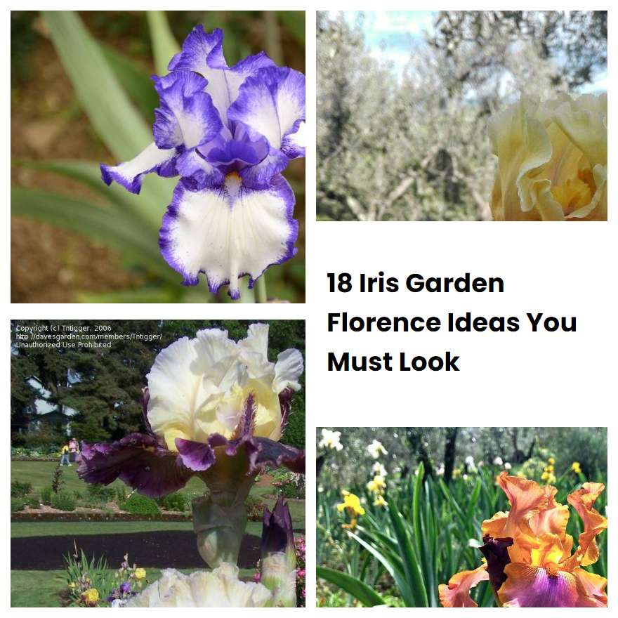 18 Iris Garden Florence Ideas You Must Look