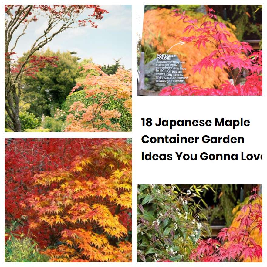 18 Japanese Maple Container Garden Ideas You Gonna Love SharonSable