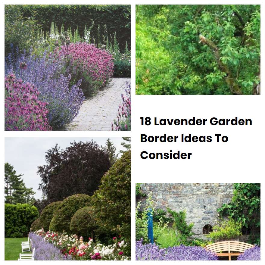 18 Lavender Garden Border Ideas To Consider SharonSable