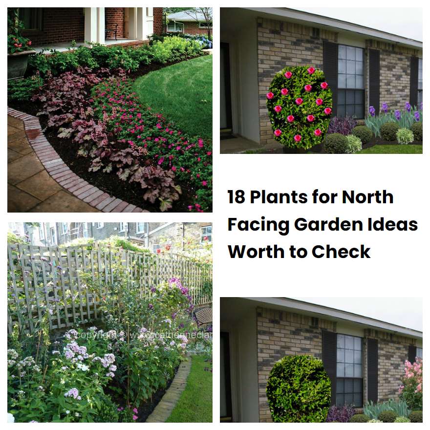 18 Plants for North Facing Garden Ideas Worth to Check SharonSable