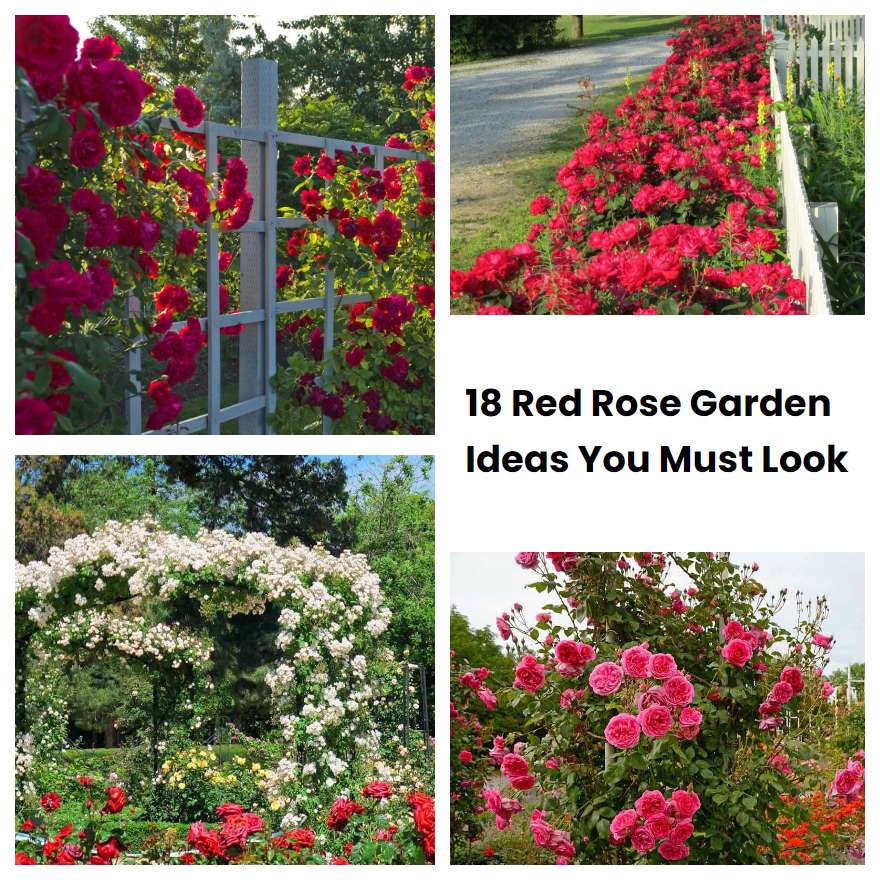 18 Red Rose Garden Ideas You Must Look