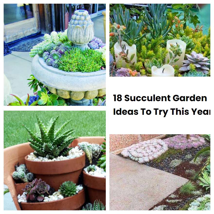 18 Succulent Garden Ideas To Try This Year