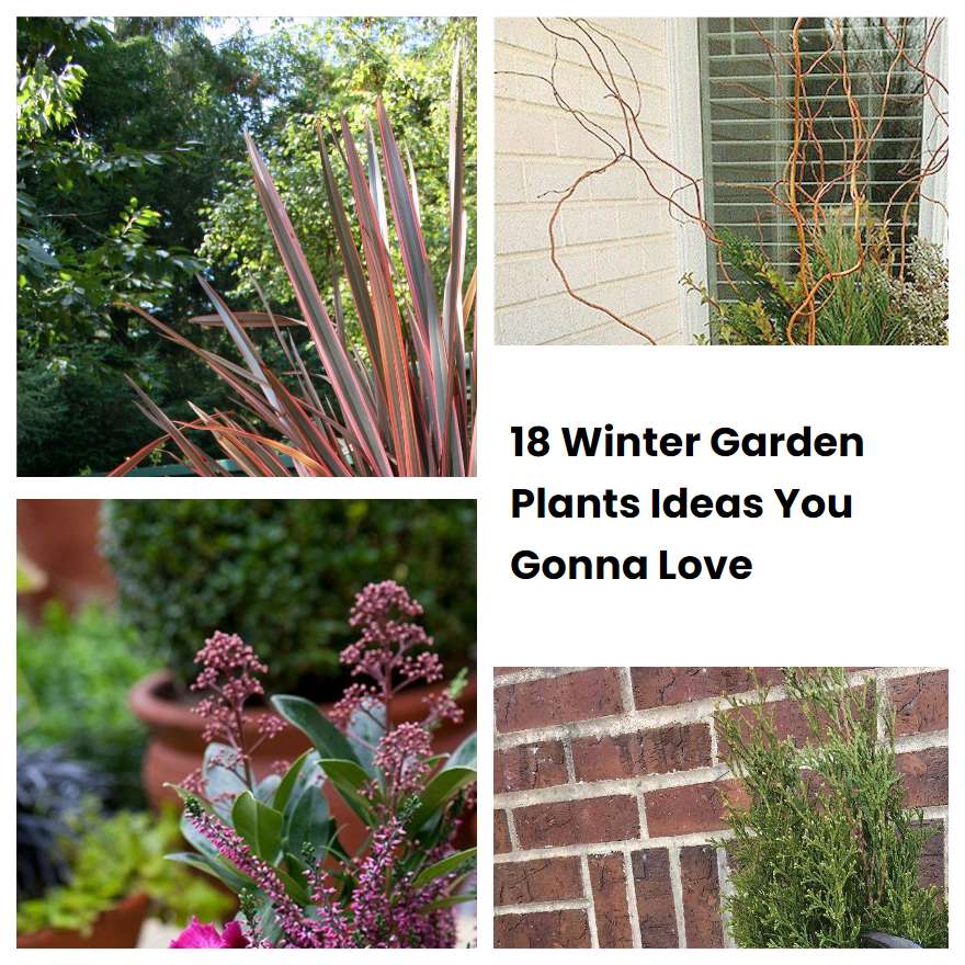 18 Winter Garden Plants Ideas You Gonna Love