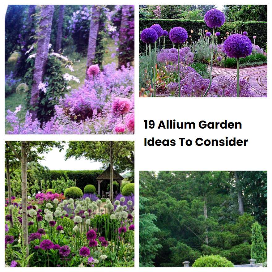 19 Allium Garden Ideas To Consider