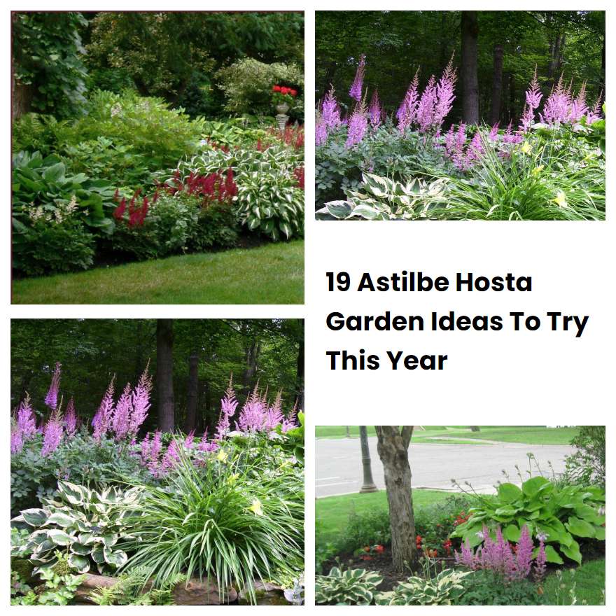 19 Astilbe Hosta Garden Ideas To Try This Year SharonSable