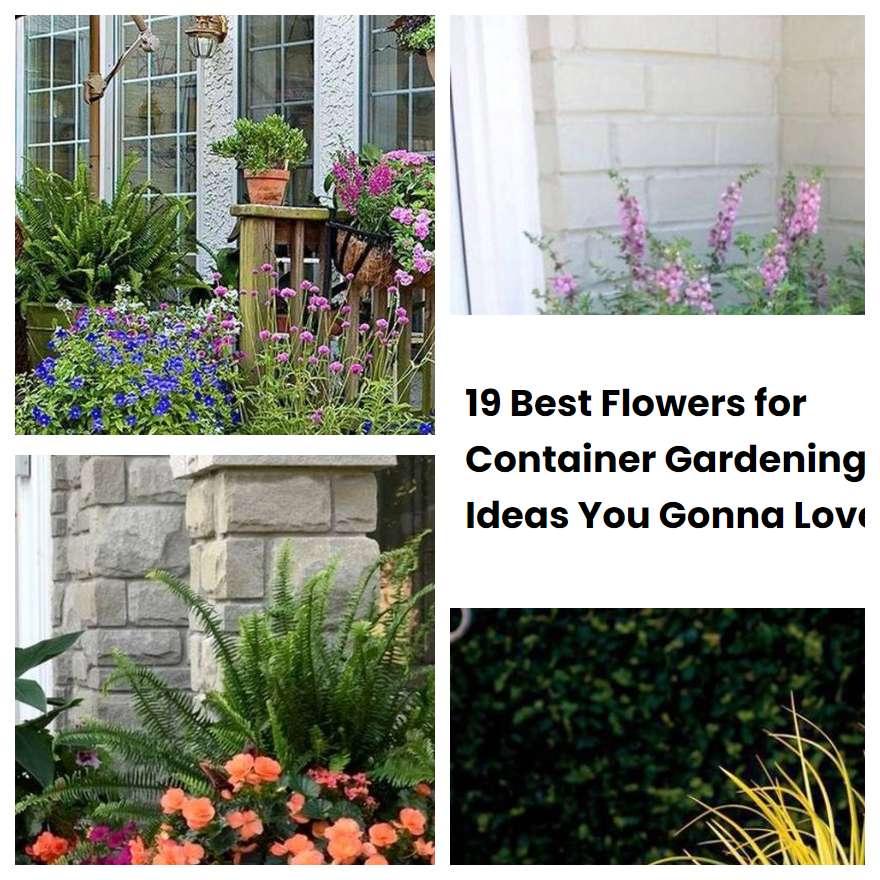 19 Best Flowers for Container Gardening Ideas You Gonna Love