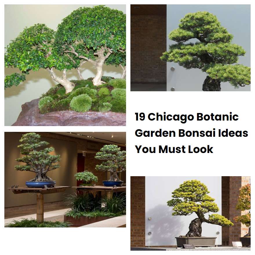 19 Chicago Botanic Garden Bonsai Ideas You Must Look