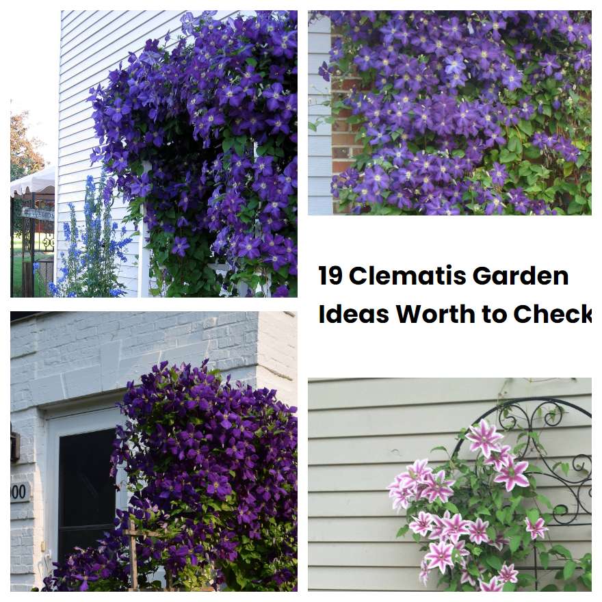 19 Clematis Garden Ideas Worth to Check
