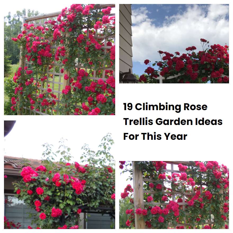 19 Climbing Rose Trellis Garden Ideas For This Year SharonSable