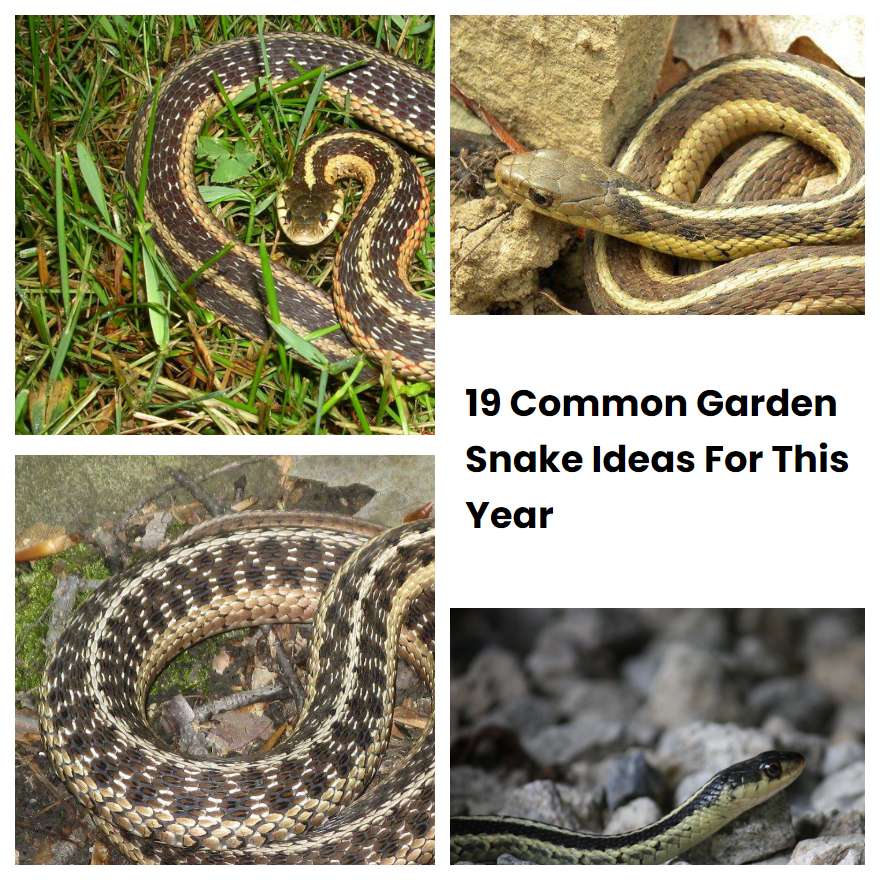 19 Common Garden Snake Ideas For This Year | SharonSable