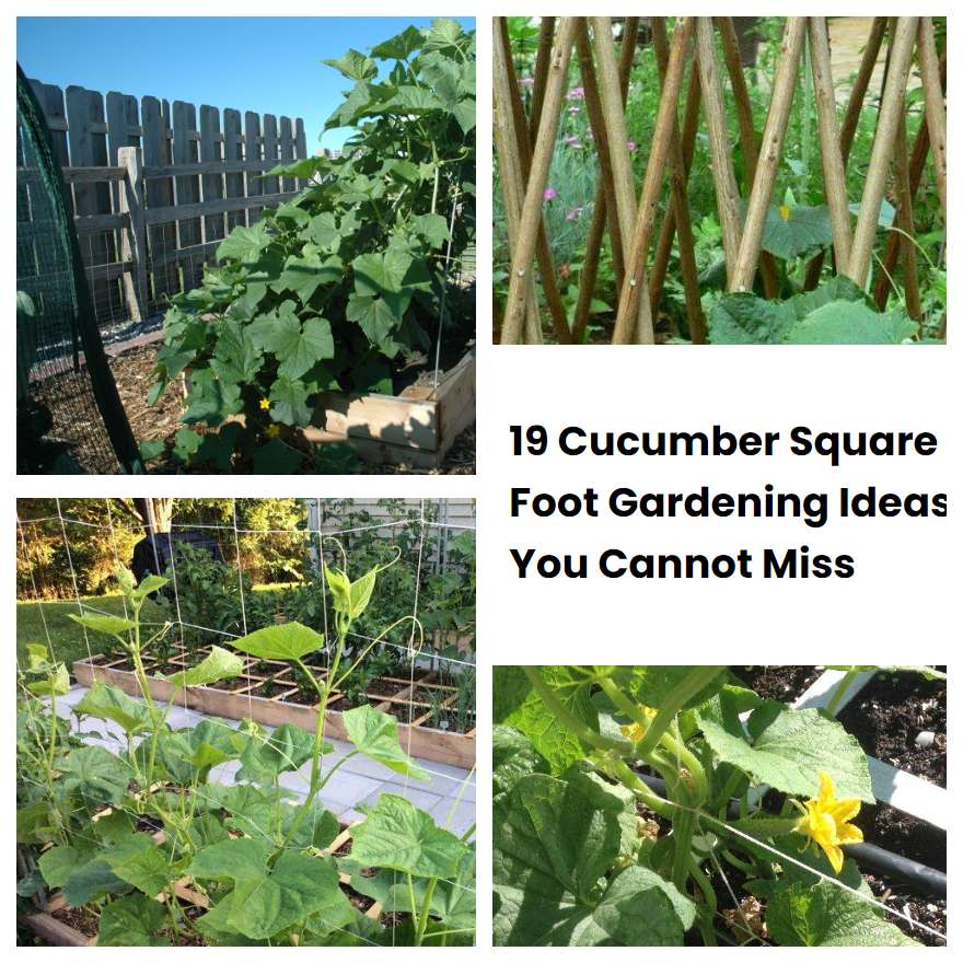 19 Cucumber Square Foot Gardening Ideas You Cannot Miss SharonSable