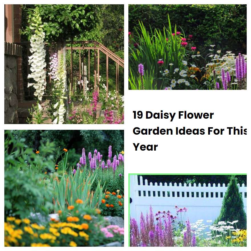 19 Daisy Flower Garden Ideas For This Year