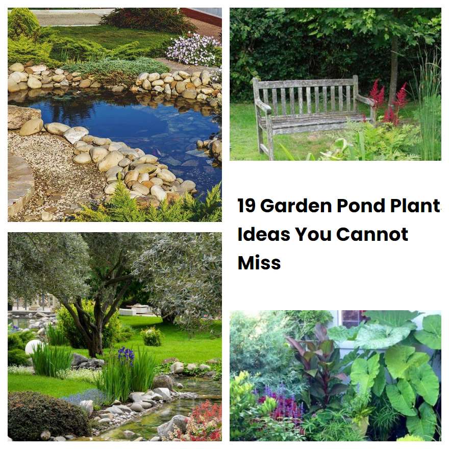 19 Garden Pond Plants Ideas You Cannot Miss SharonSable