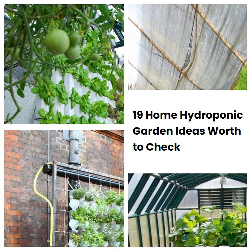 19 Home Hydroponic Garden Ideas Worth to Check SharonSable