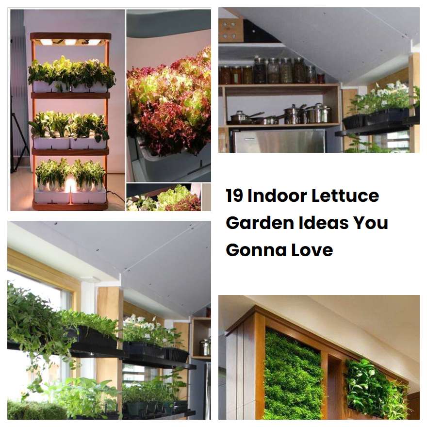 19 Indoor Lettuce Garden Ideas You Gonna Love